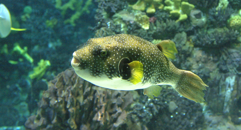 LOS ANIMALES MÁS PELIGROSOS DEL MUNDO MARINO