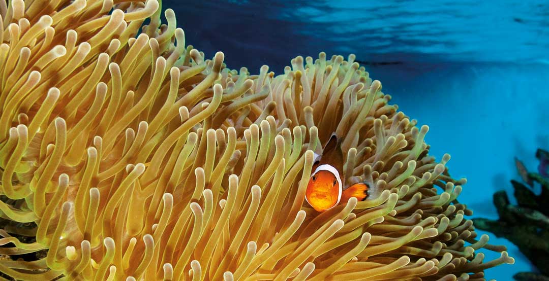 Un pez payaso y las anémonas en un acuario domestico de agua salada