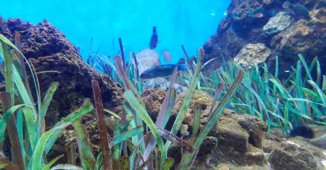 Algas Y Plantas Marinas Todo Lo Que Hay Que Saber