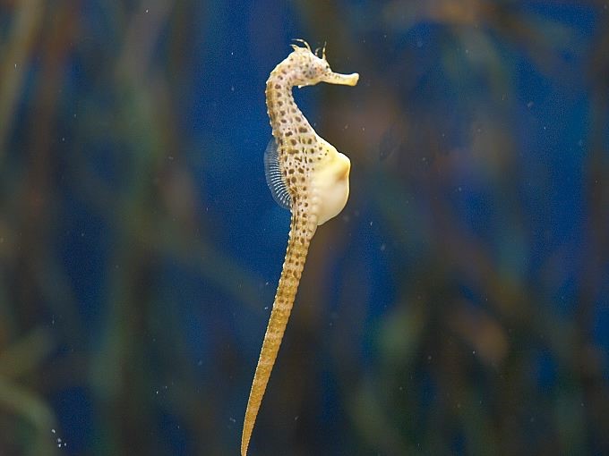 Un caballito de mar brrigudo macho