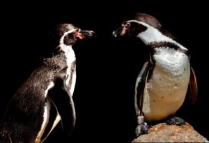 PENGUINS
