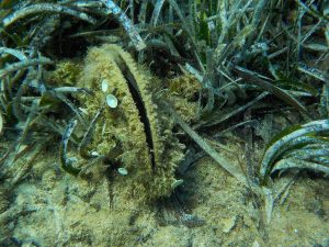 Pinna nobilis, la nacra