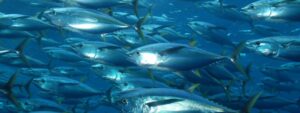 MERCURIO EN LOS PECES