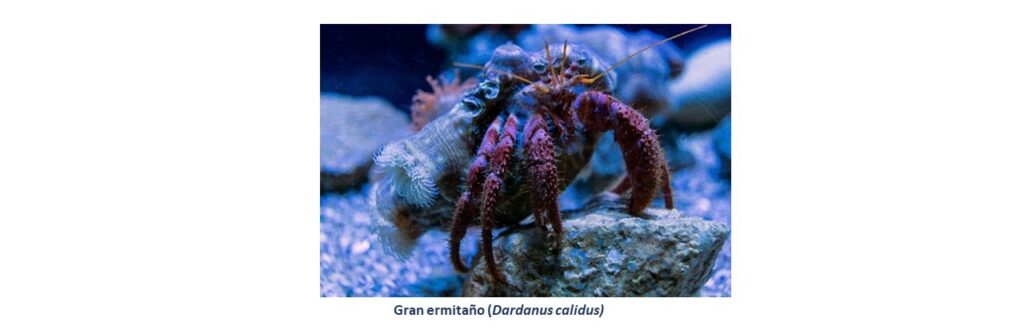 gran-ermitano-retallat