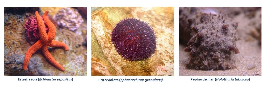 invertebrados-playa-retallat