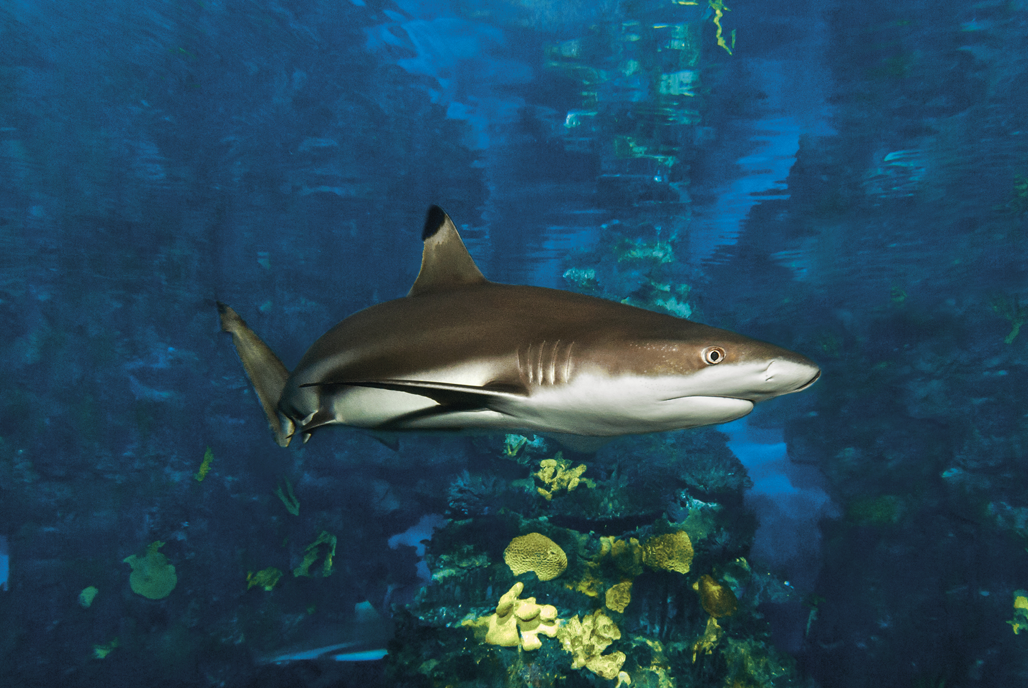 Black tip reef shark - L'Aquàrium