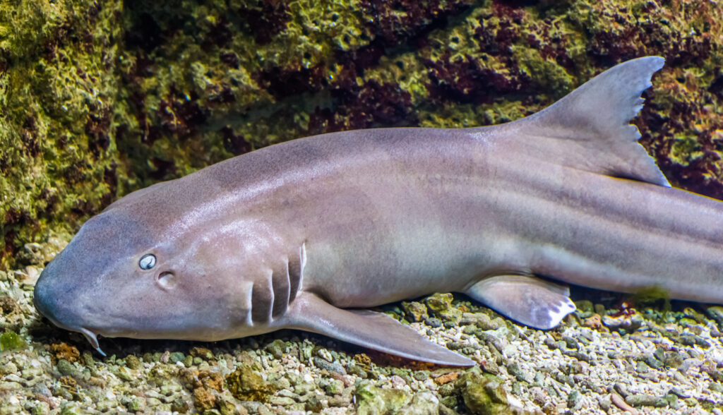 Requin-chabot gris