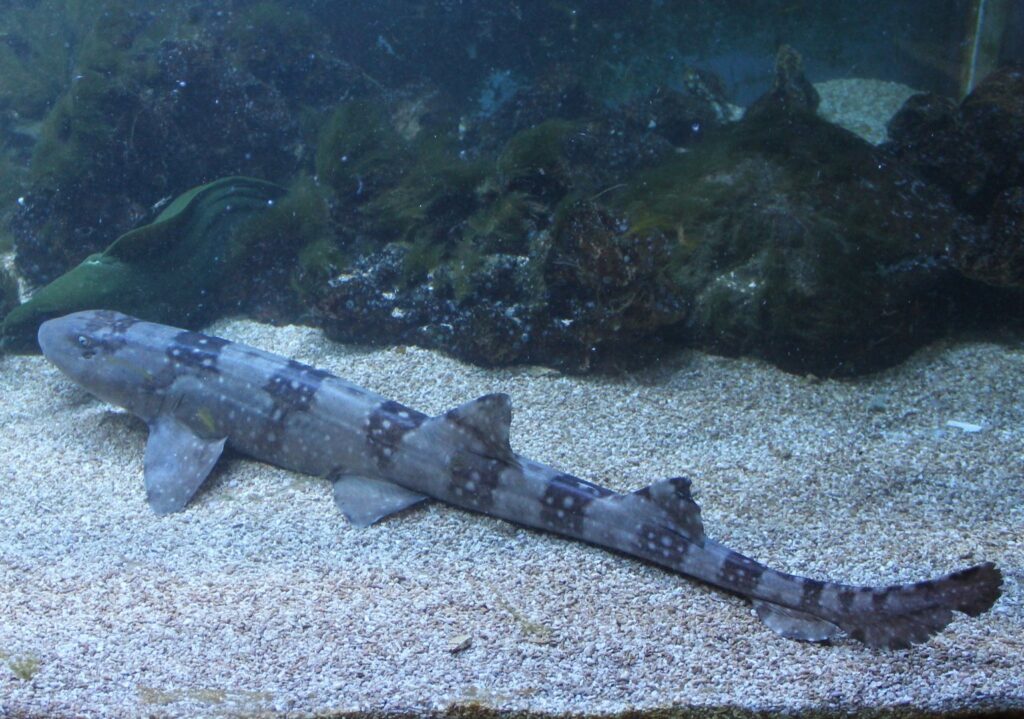 Requin-chabot à taches blanches