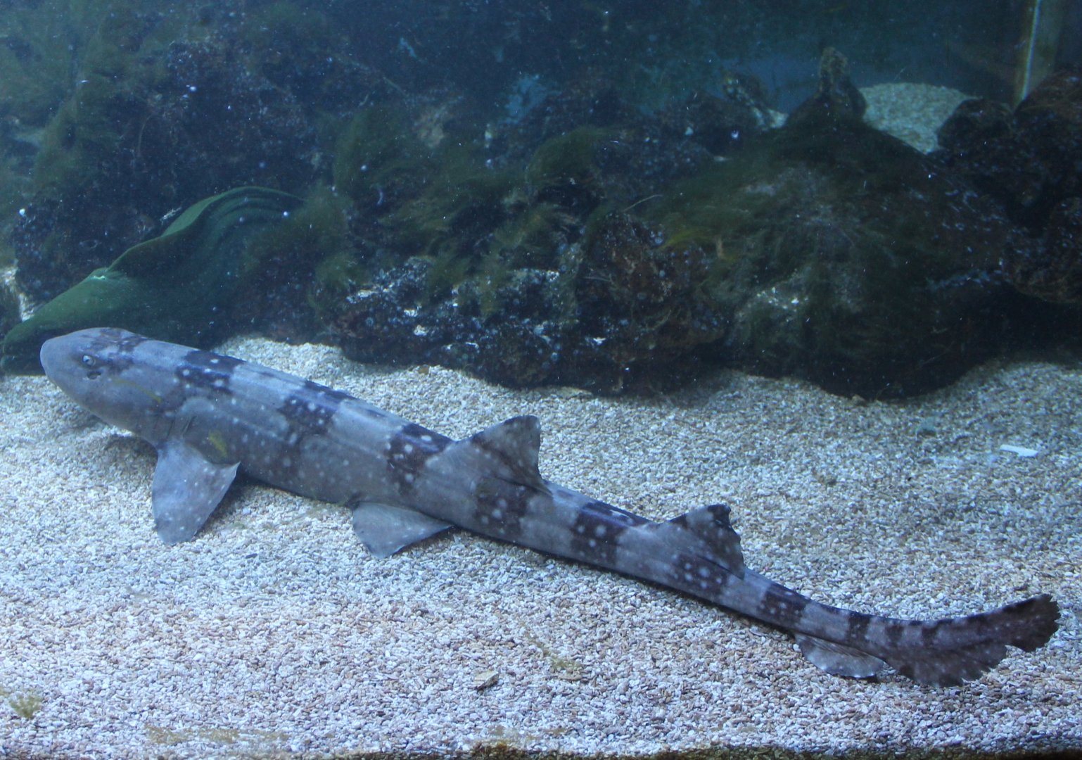 Whitespotted bamboo shark L'Aquàrium