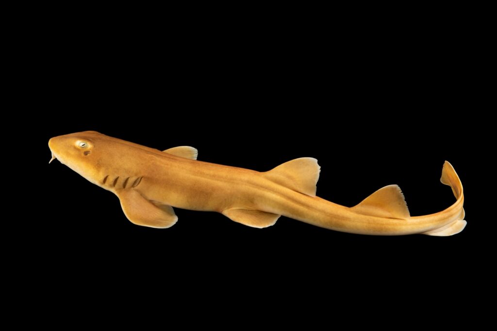 Brownbanded bamboo shark