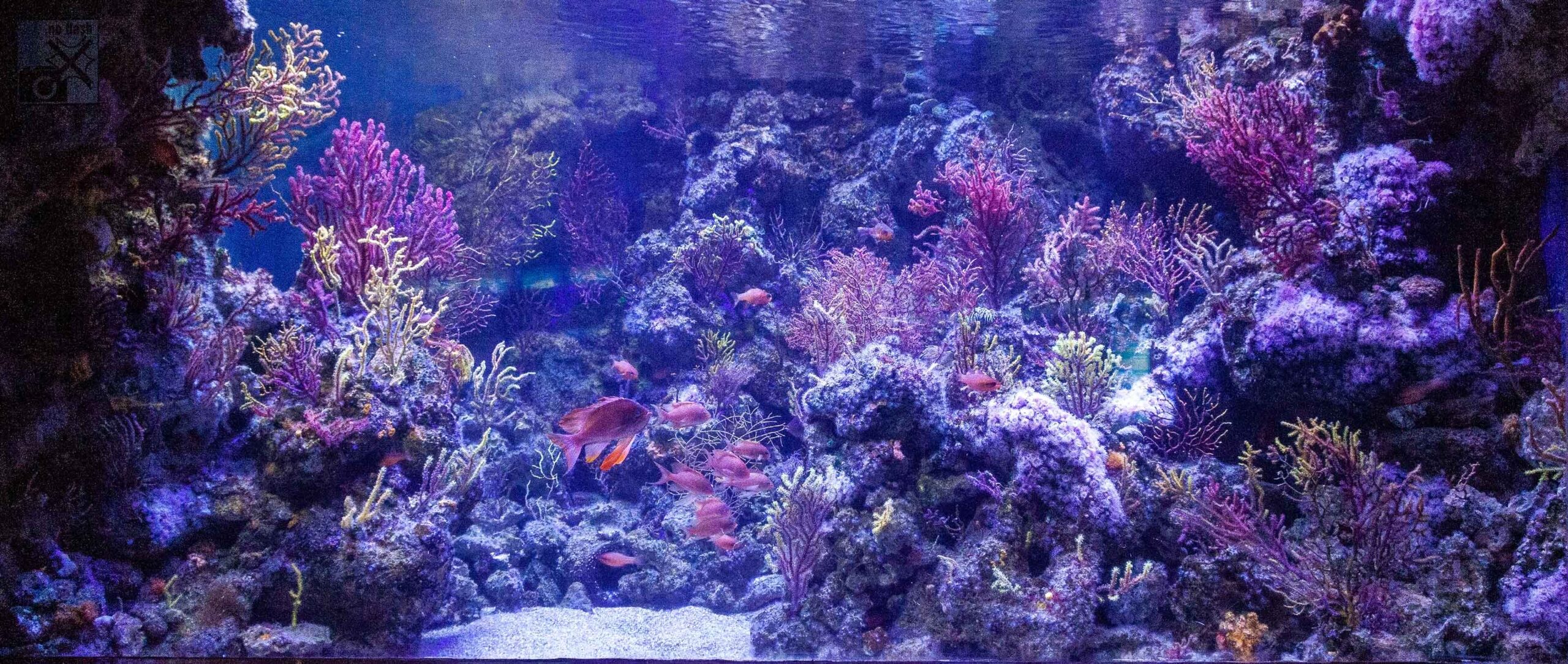 Comunidad de coralígeno