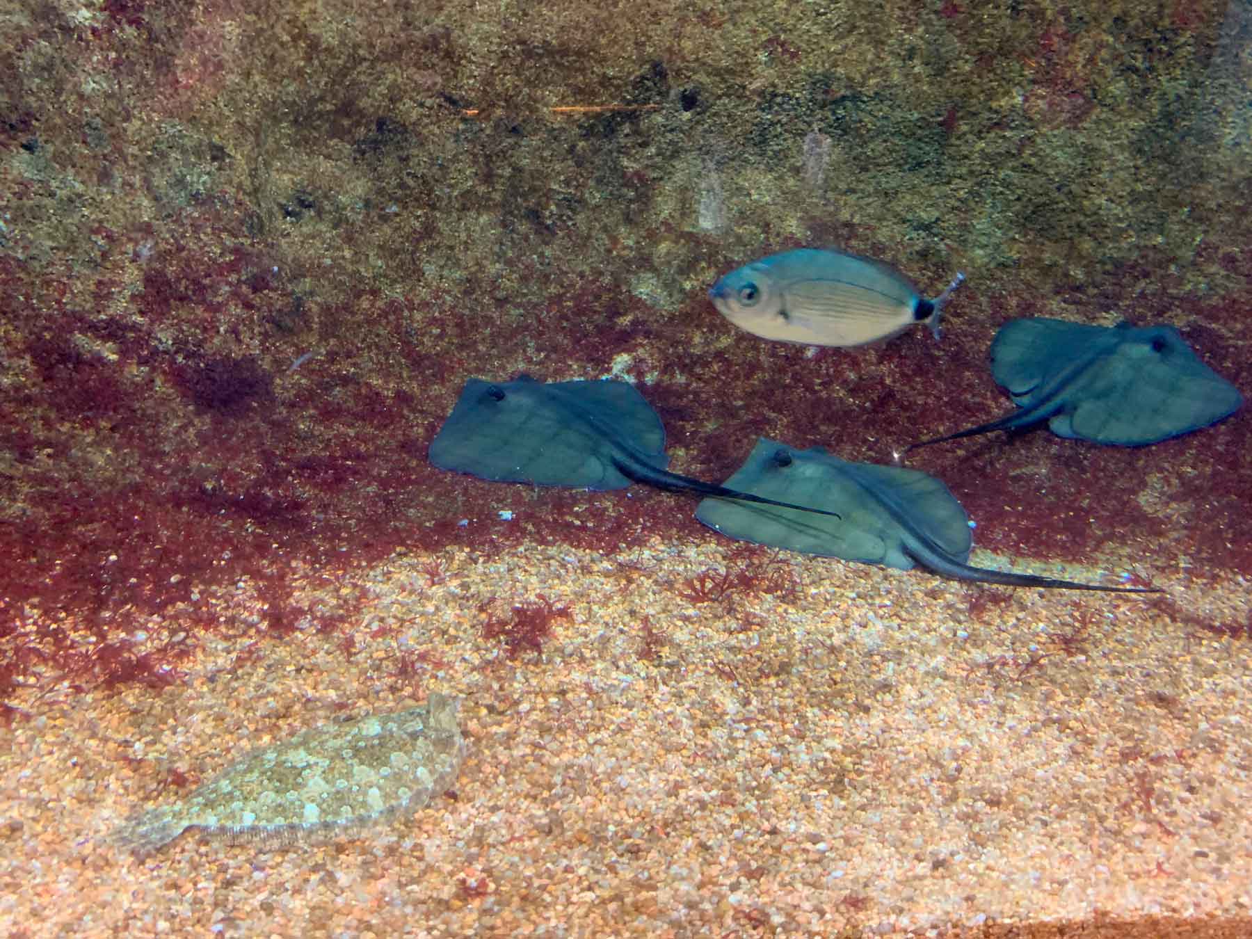 Peces nadando en la comunidad de costa rocosa con algas y formaciones de piedra en el acuario marino.