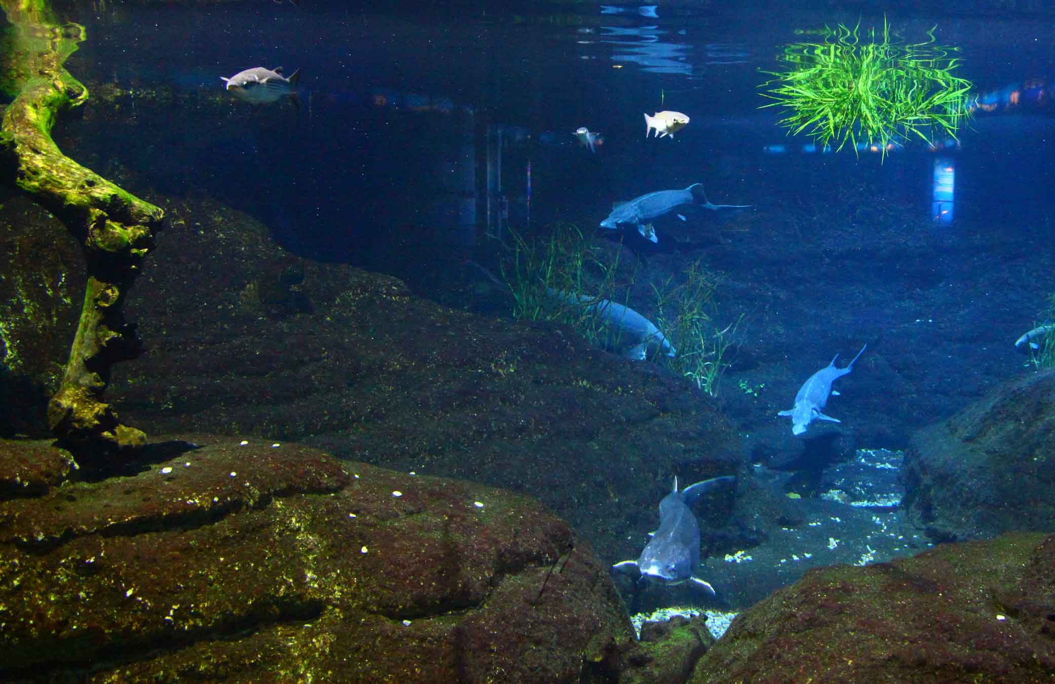 Peces de río y mar conviviendo en el ecosistema del Delta del Ebro representado en un tanque del acuario