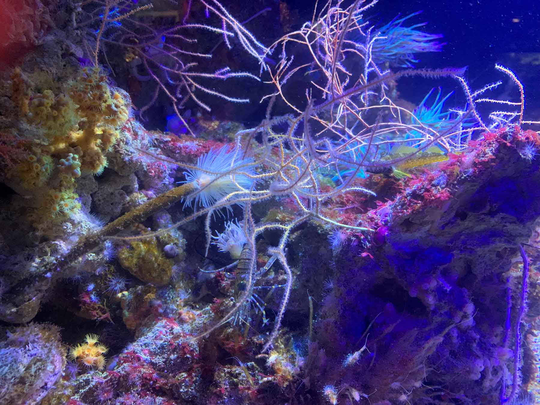 Corales y coloridos invertebrados marinos en una exhibición especializada de biodiversidad oceánica