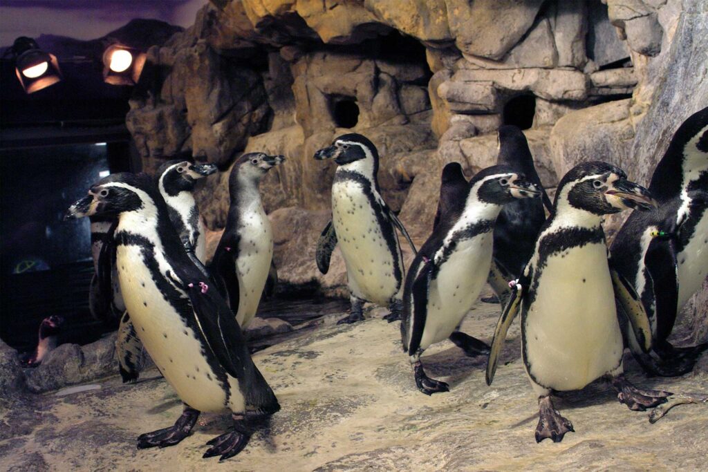 Pingüinos Aquarium