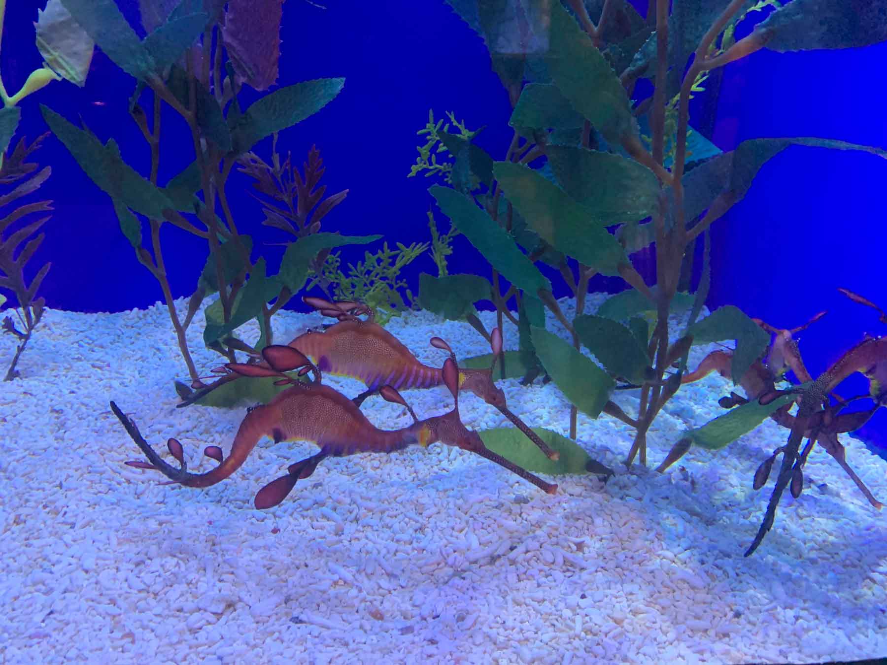Criaturas fantásticas bajo el mar