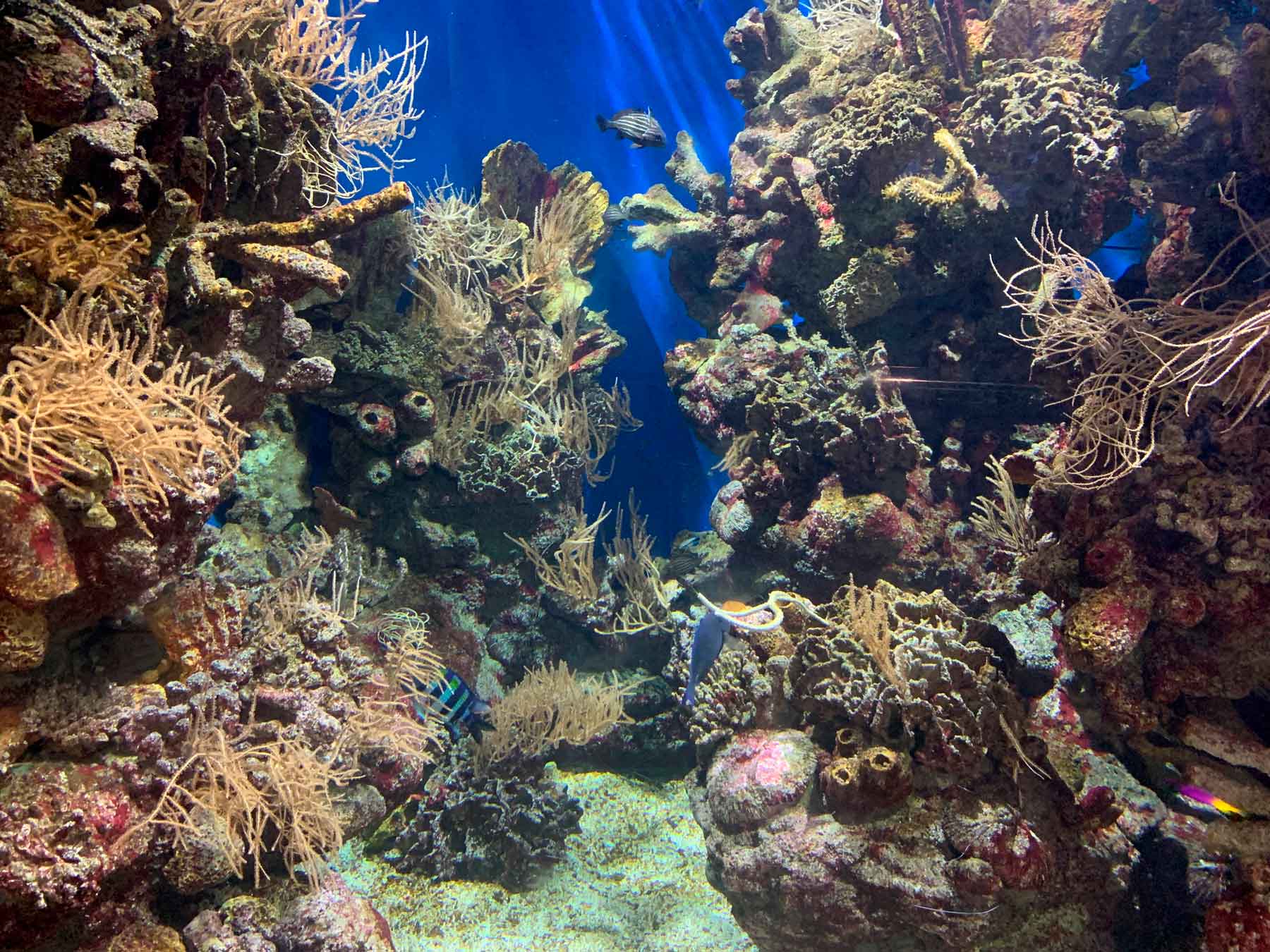 El mar caribe