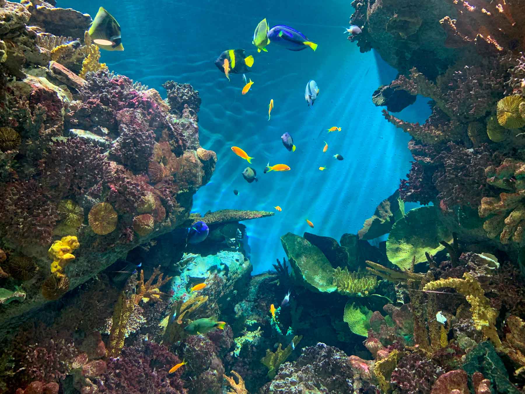 El mar rojo
