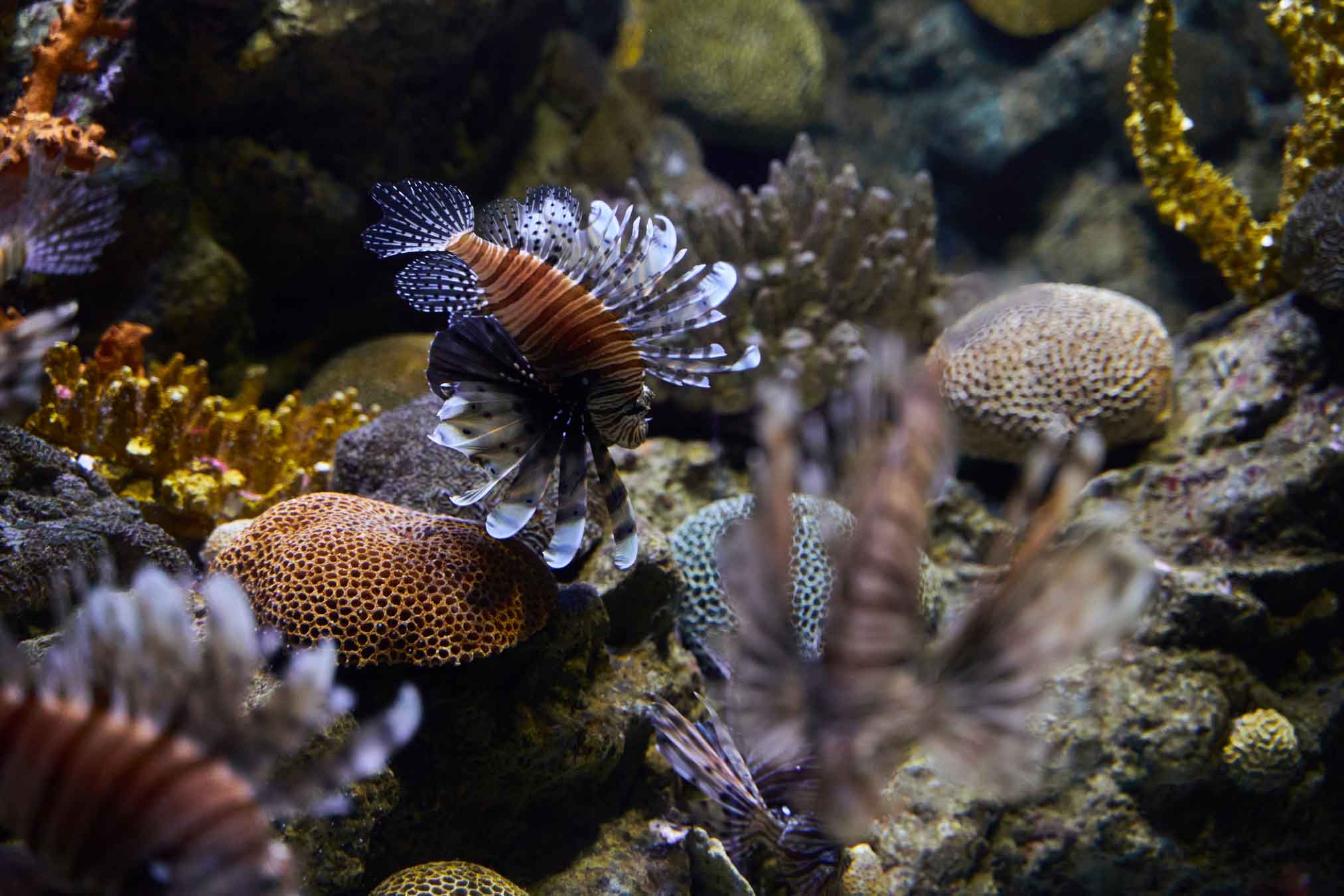 Peces venenosos y agresivos