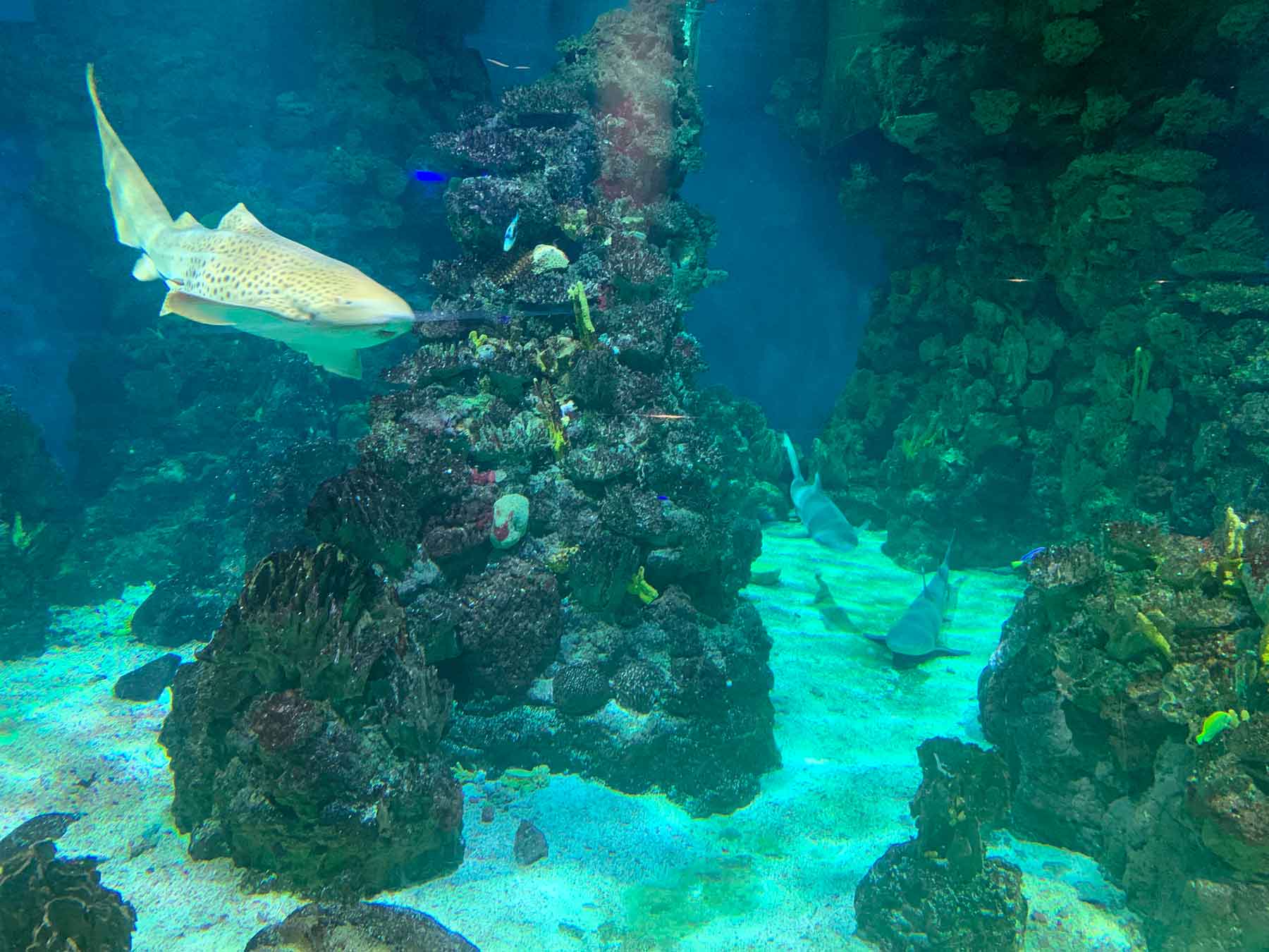 Tiburones de aguas tropicales