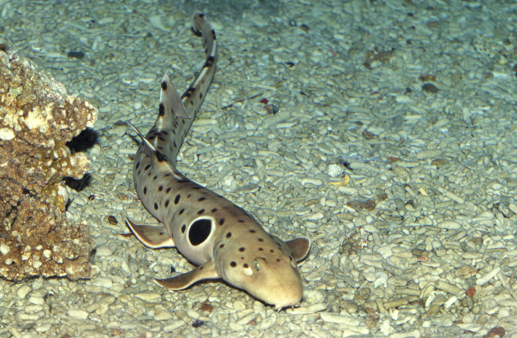 Requin-chabot ocellé