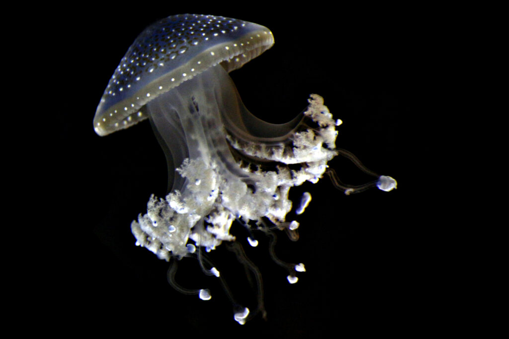 Australian spotted jellyfish