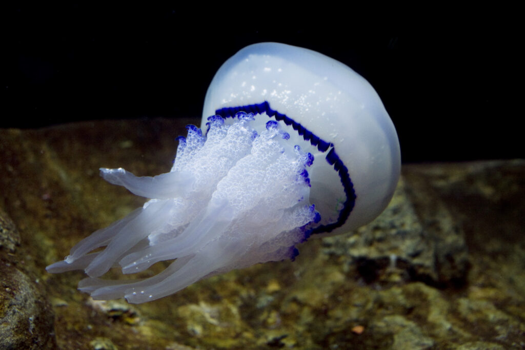 Barrel jellyfish