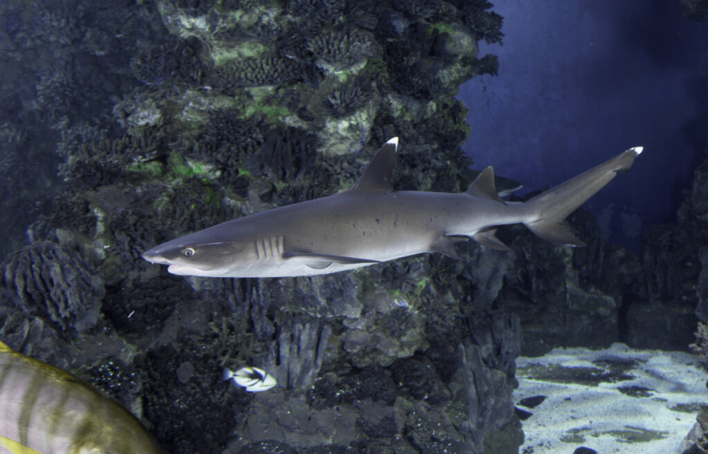 White tip reef shark