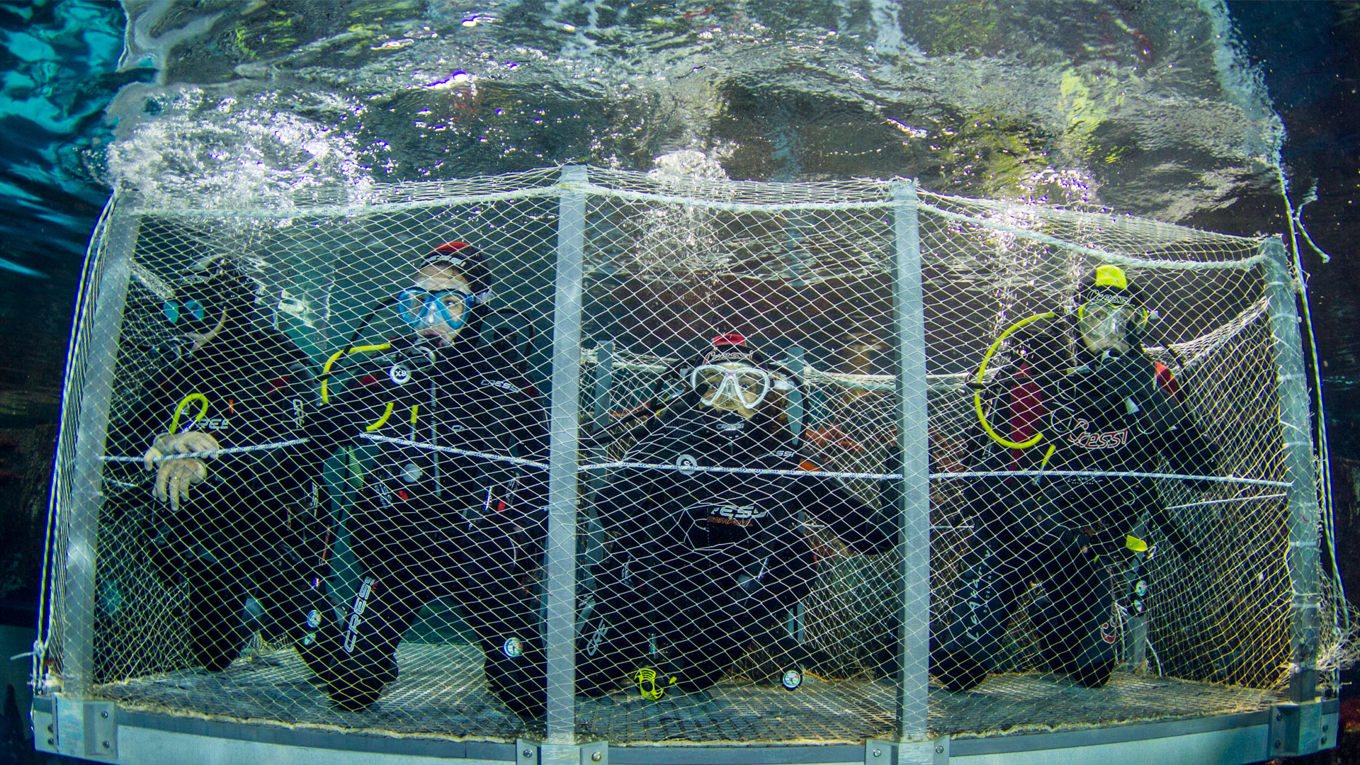 buceadores en la jaula de los tiburones