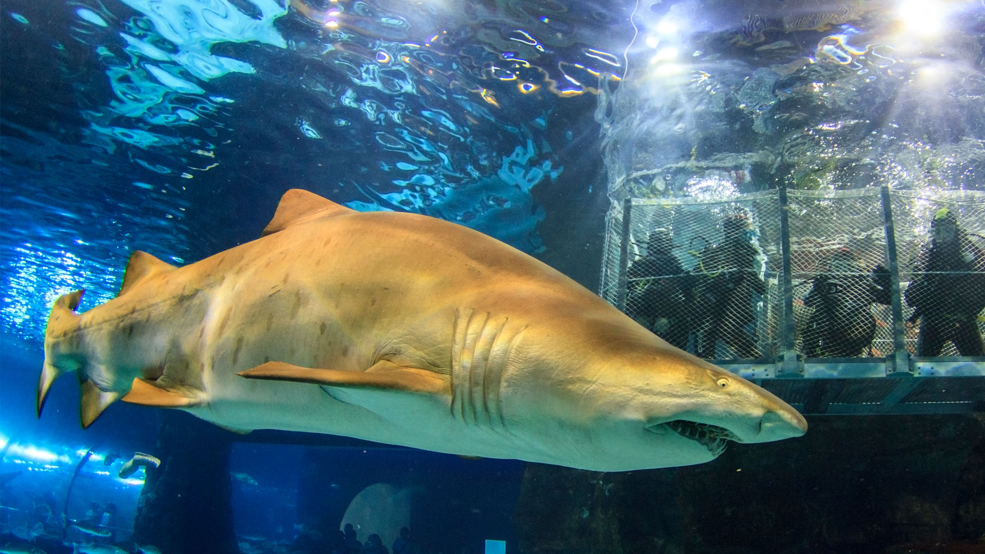 tiburón con los submarinistas