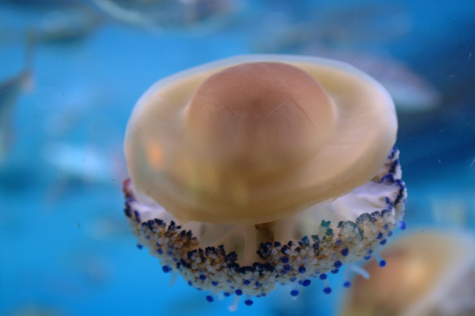 Fried egg jellyfish - L'Aquàrium
