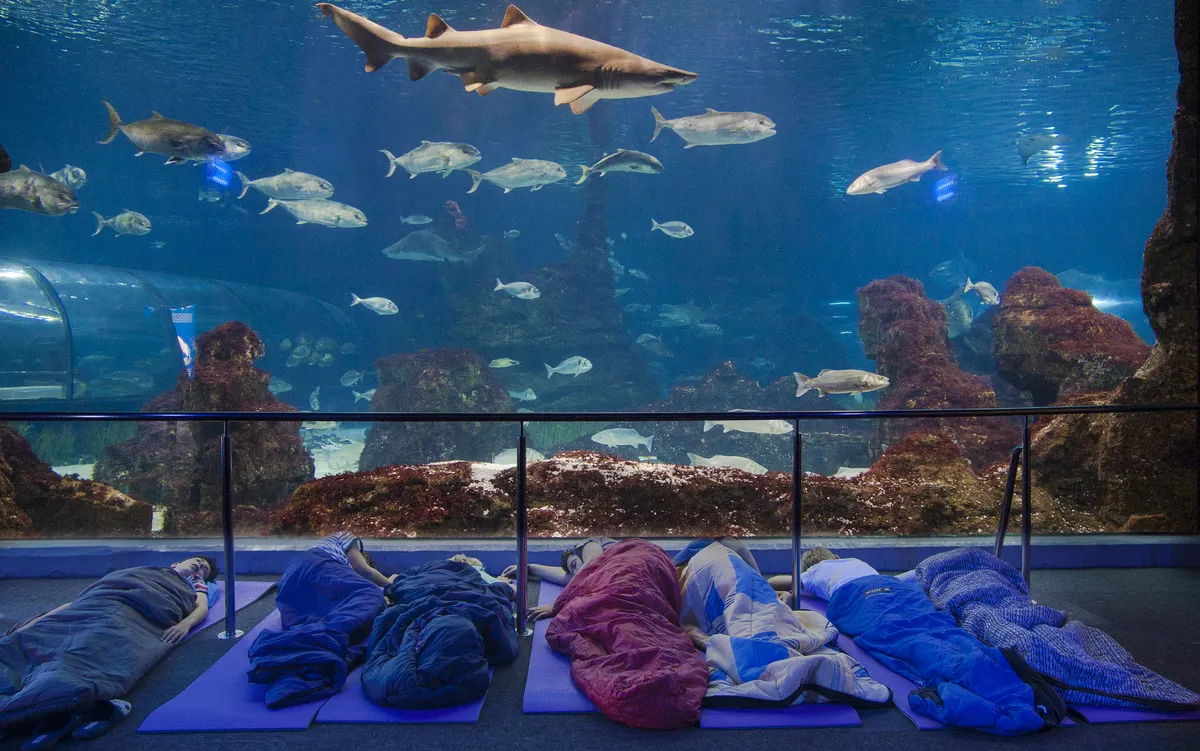 Enfants participant à l’activité observant les poissons et la vie marine de l’Océanarium.
