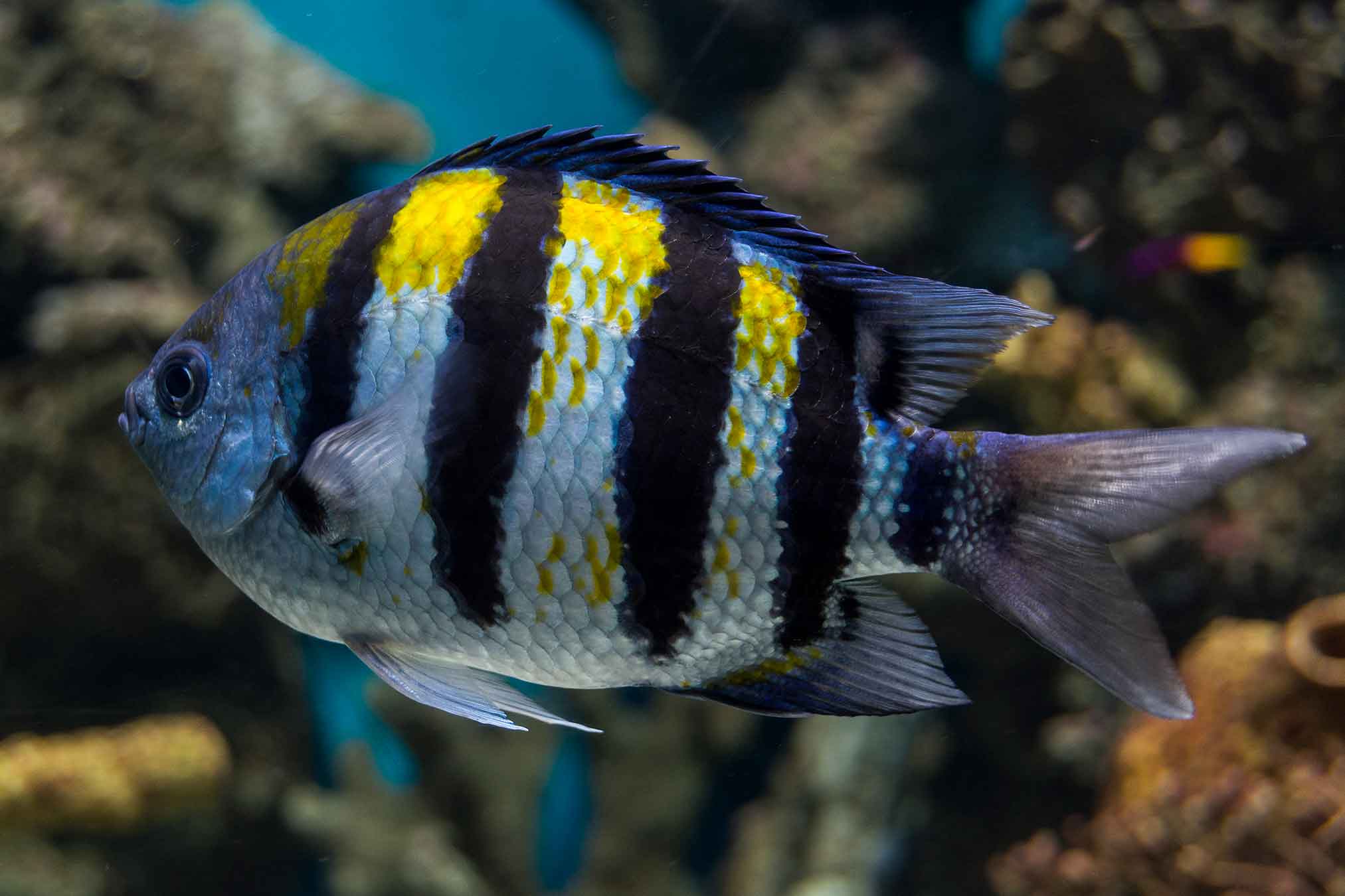 Sargento mayor L'Aquàrium