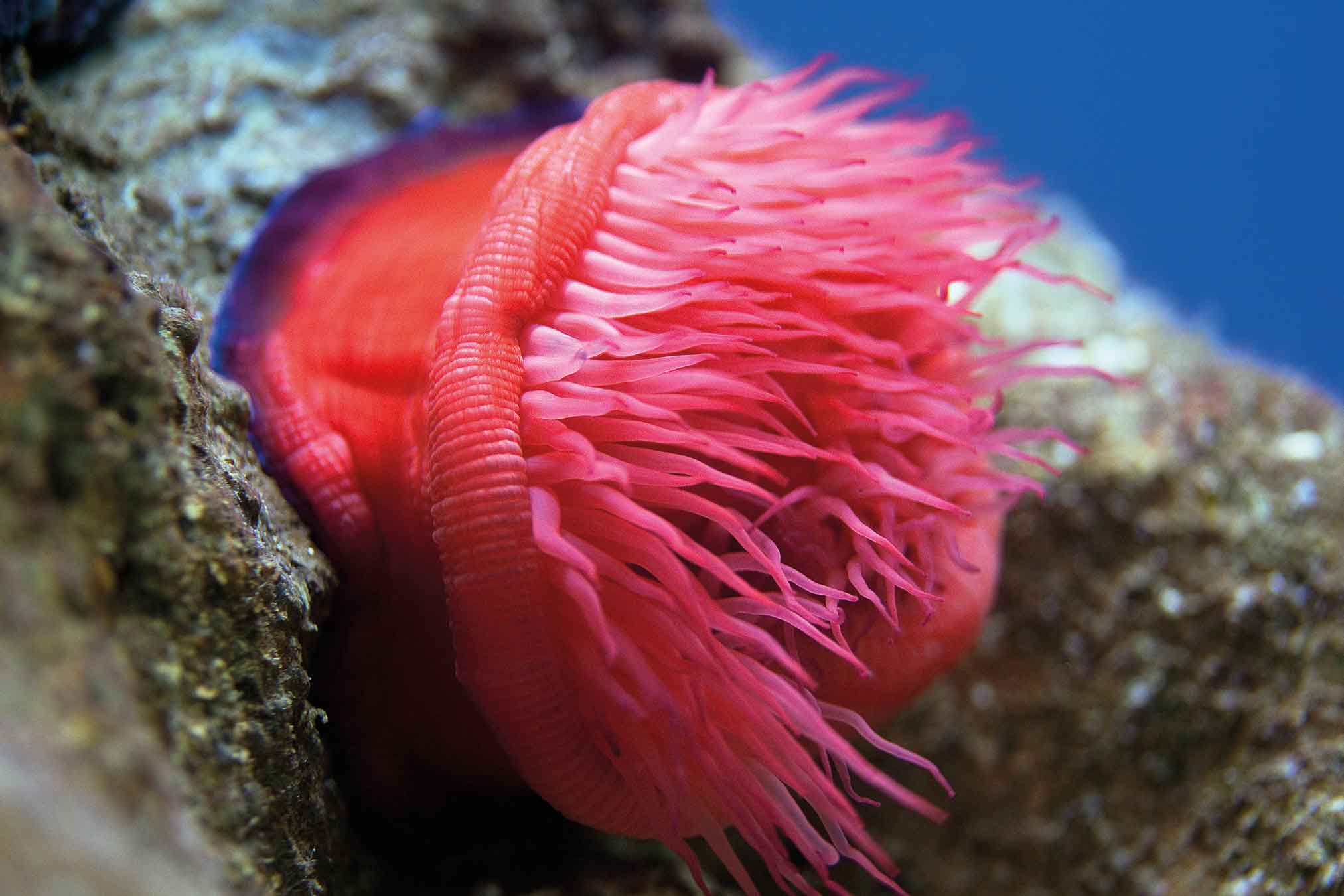 Red sea anemone L'Aquàrium
