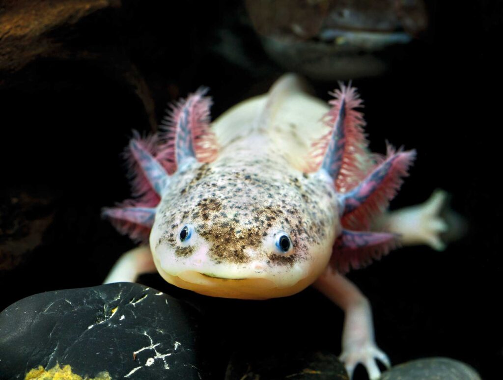 Axolotl