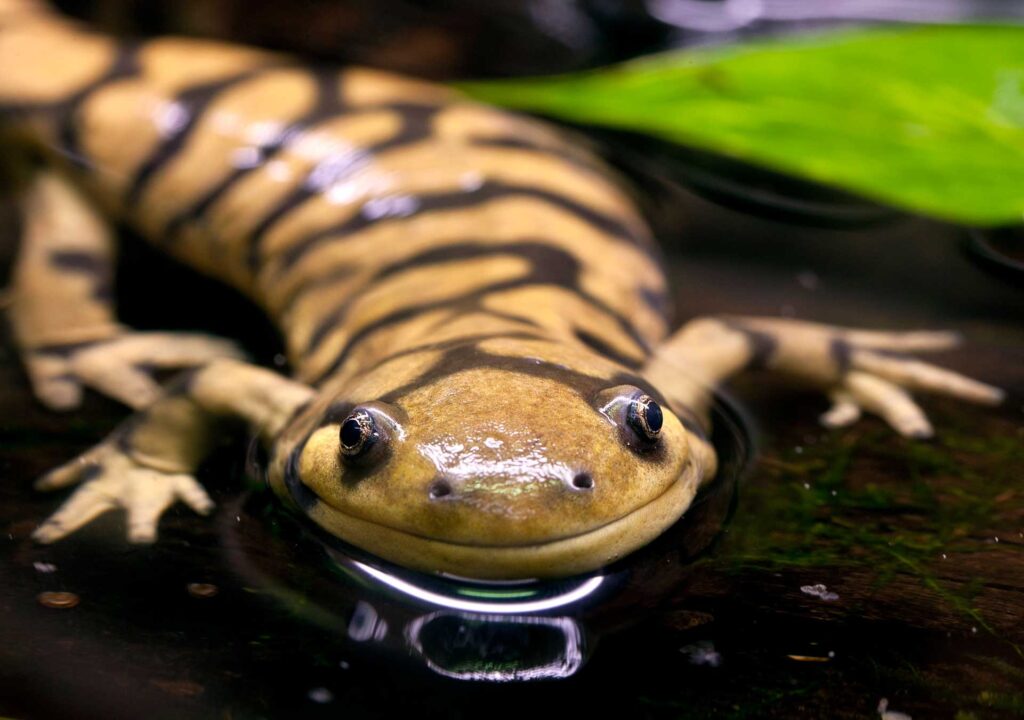 Tiger salamander