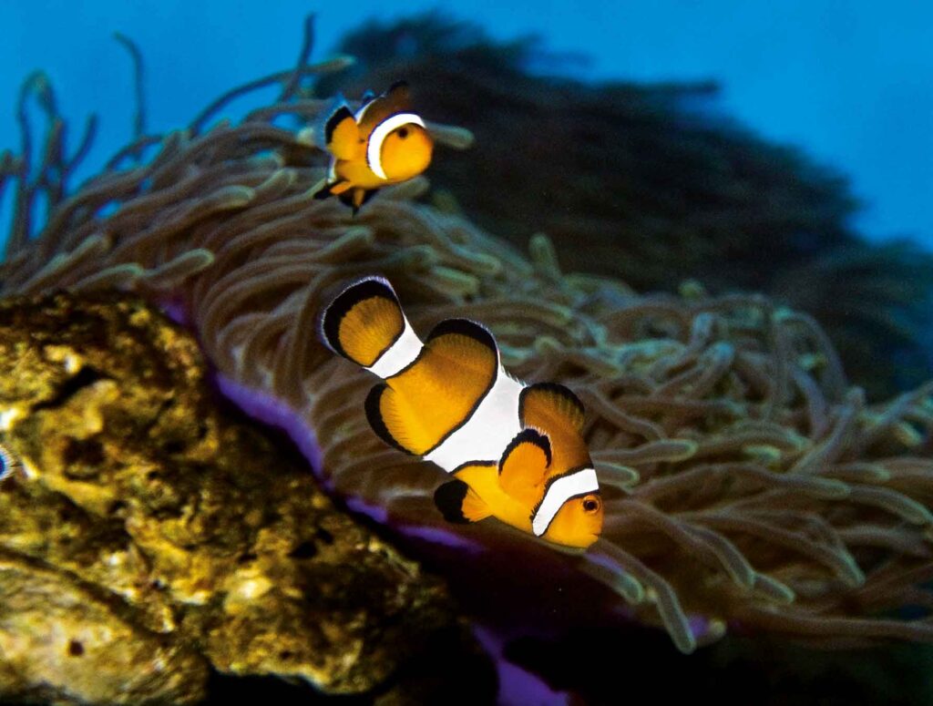 Amphiprion ocellaris