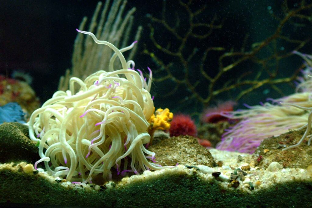 Snakelocks anemone