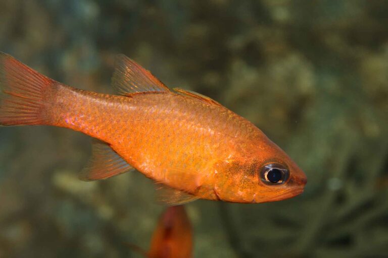 Cardinal fish - L'Aquàrium