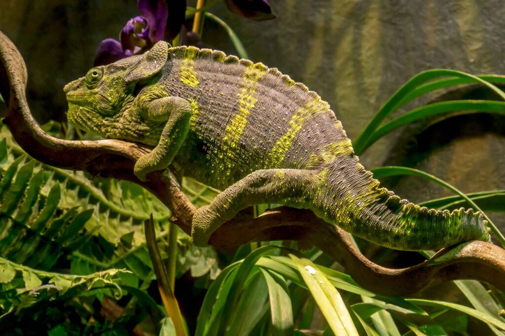 Caméléon casqué