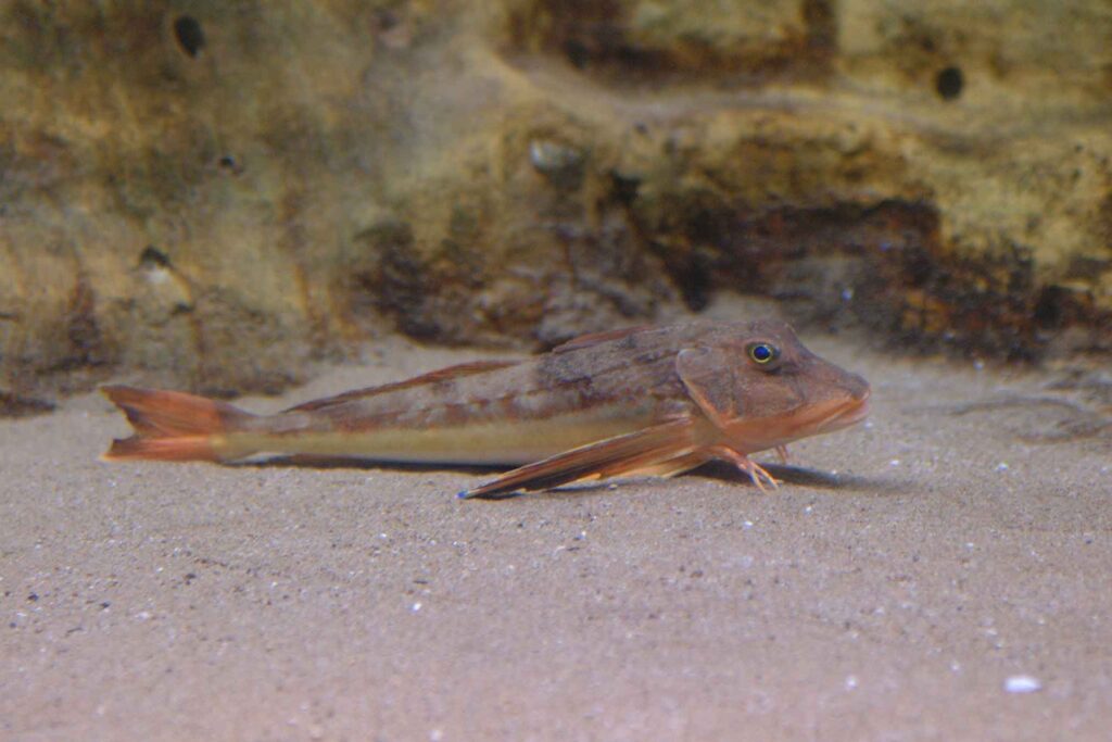 Tub gurnard