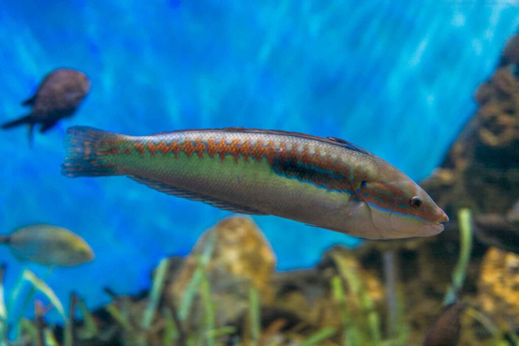 Rainbrow wrasse