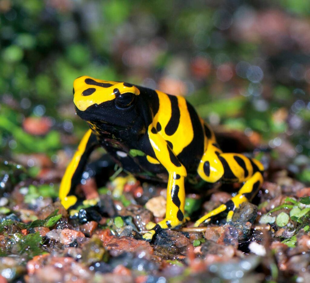 Yellow-banded poison dart frog