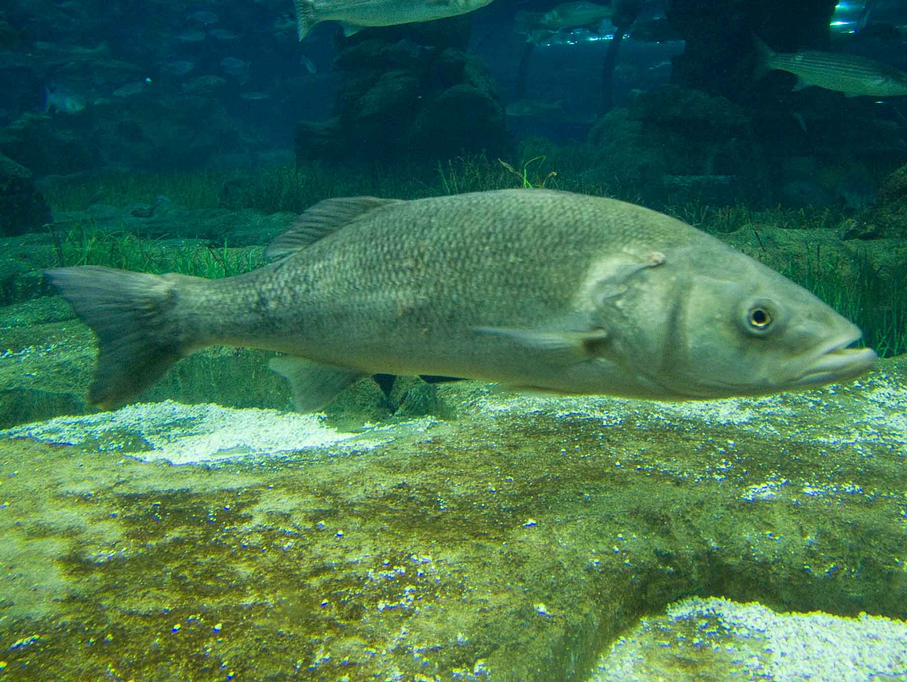 Sea bass L'Aquàrium