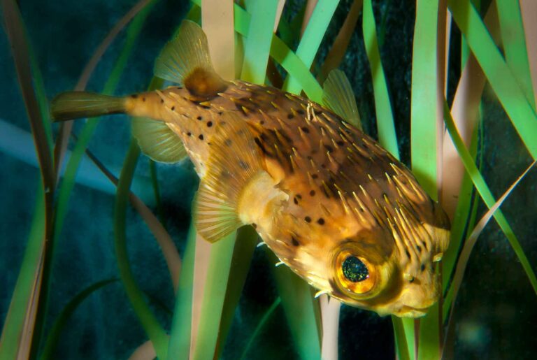 Pez erizo balón L'Aquàrium