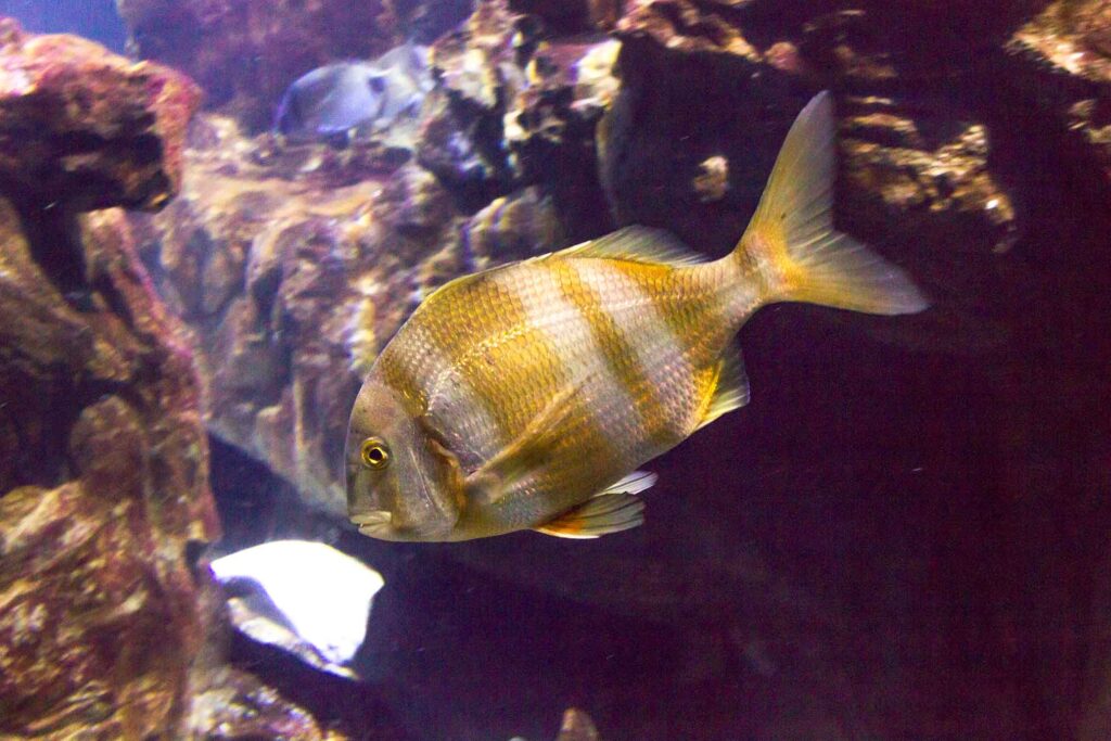 Zebra sea bream