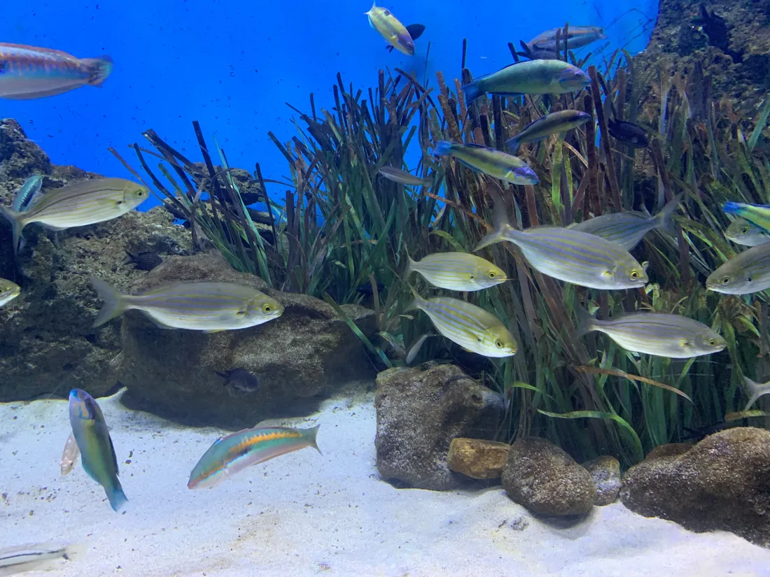 Comunidad de Posidonia