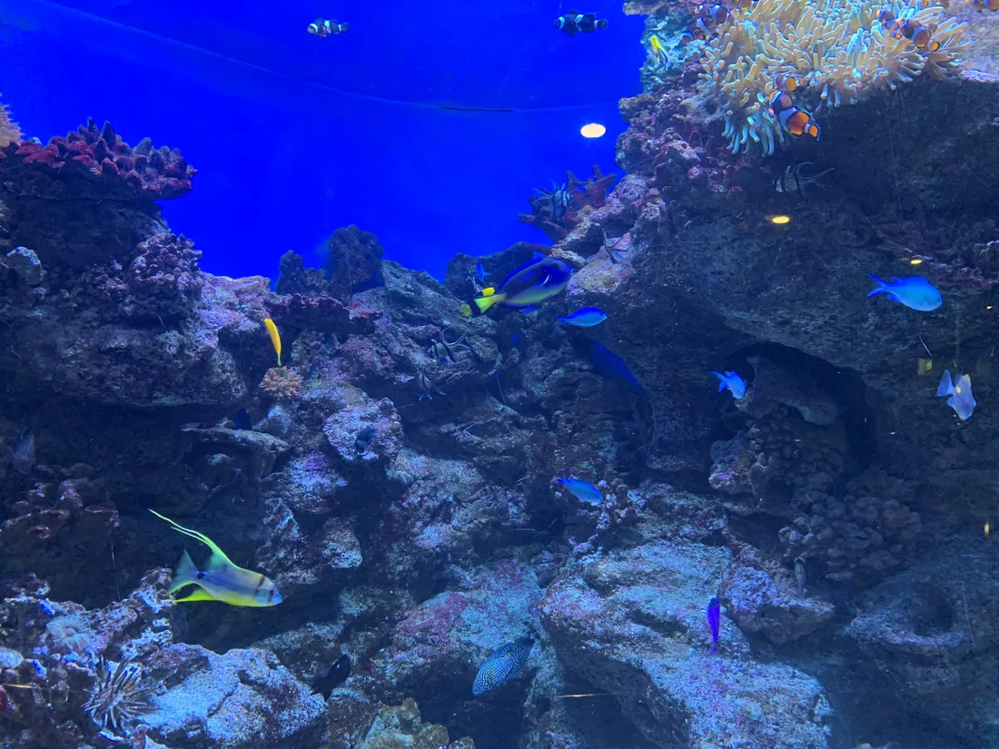 El arrecife de coral tropical