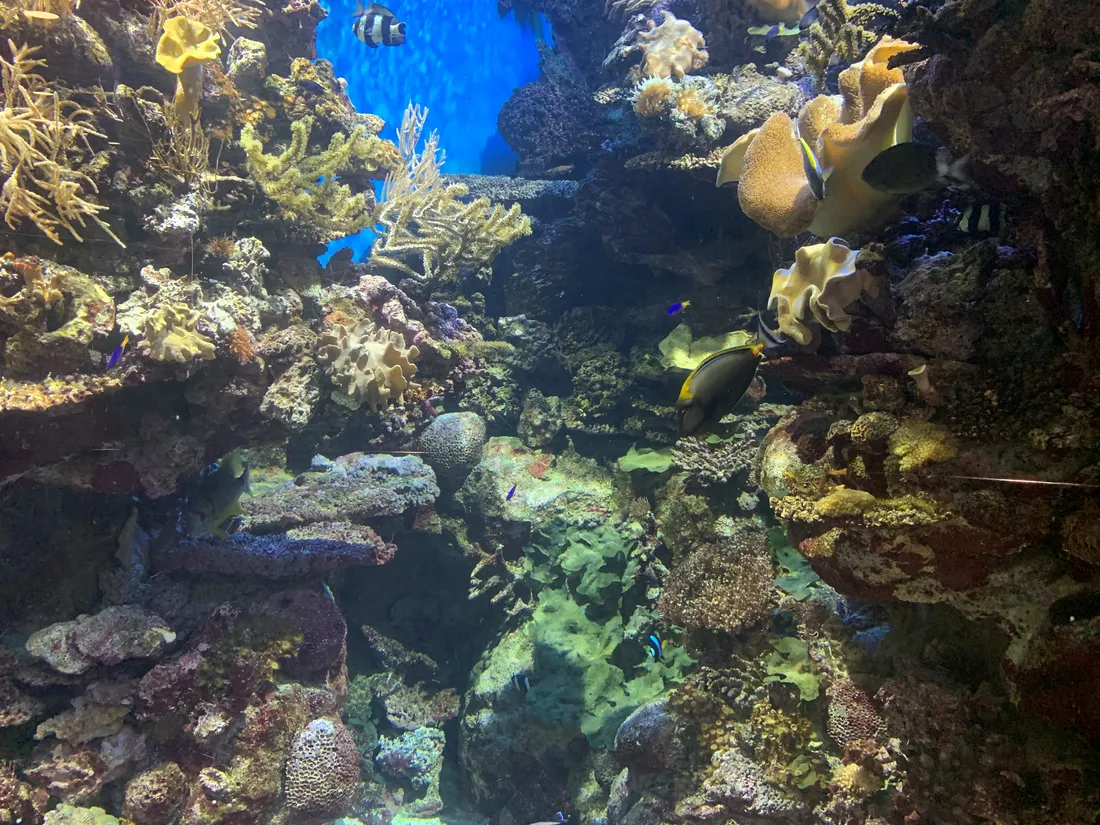 La gran barrera de coral