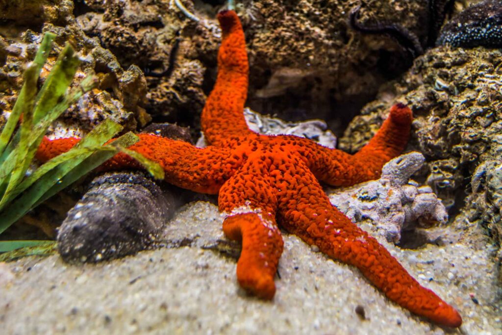 Étoile de mer rouge